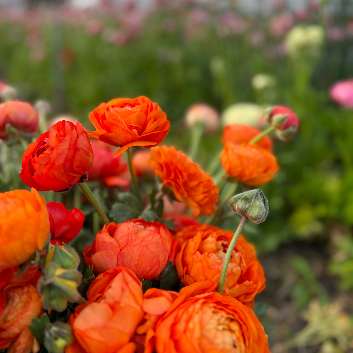 Double Italian Ranunculus Corms - Orange– The Flowering Field