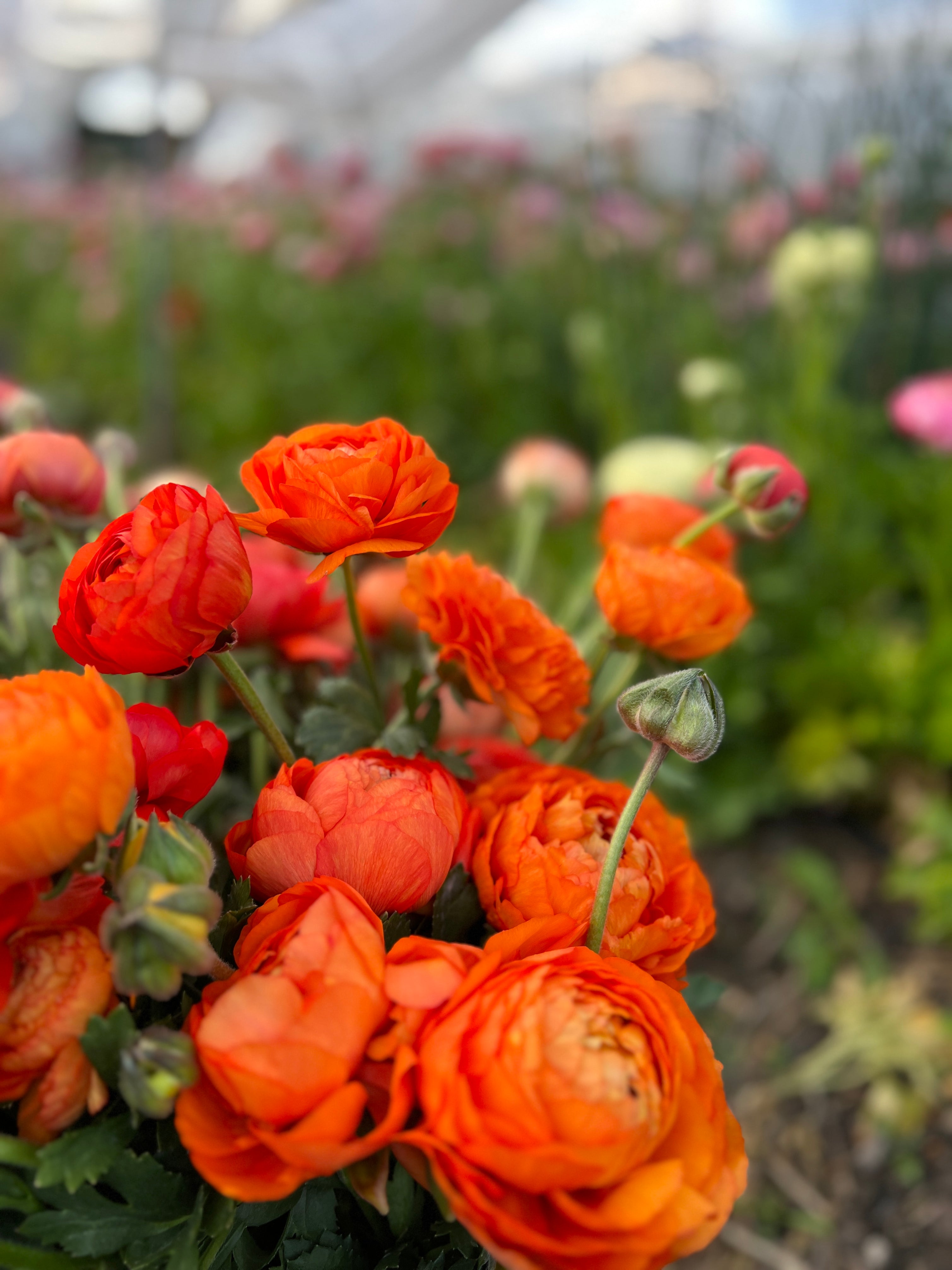 Double Italian Ranunculus Corms - Orange– The Flowering Field