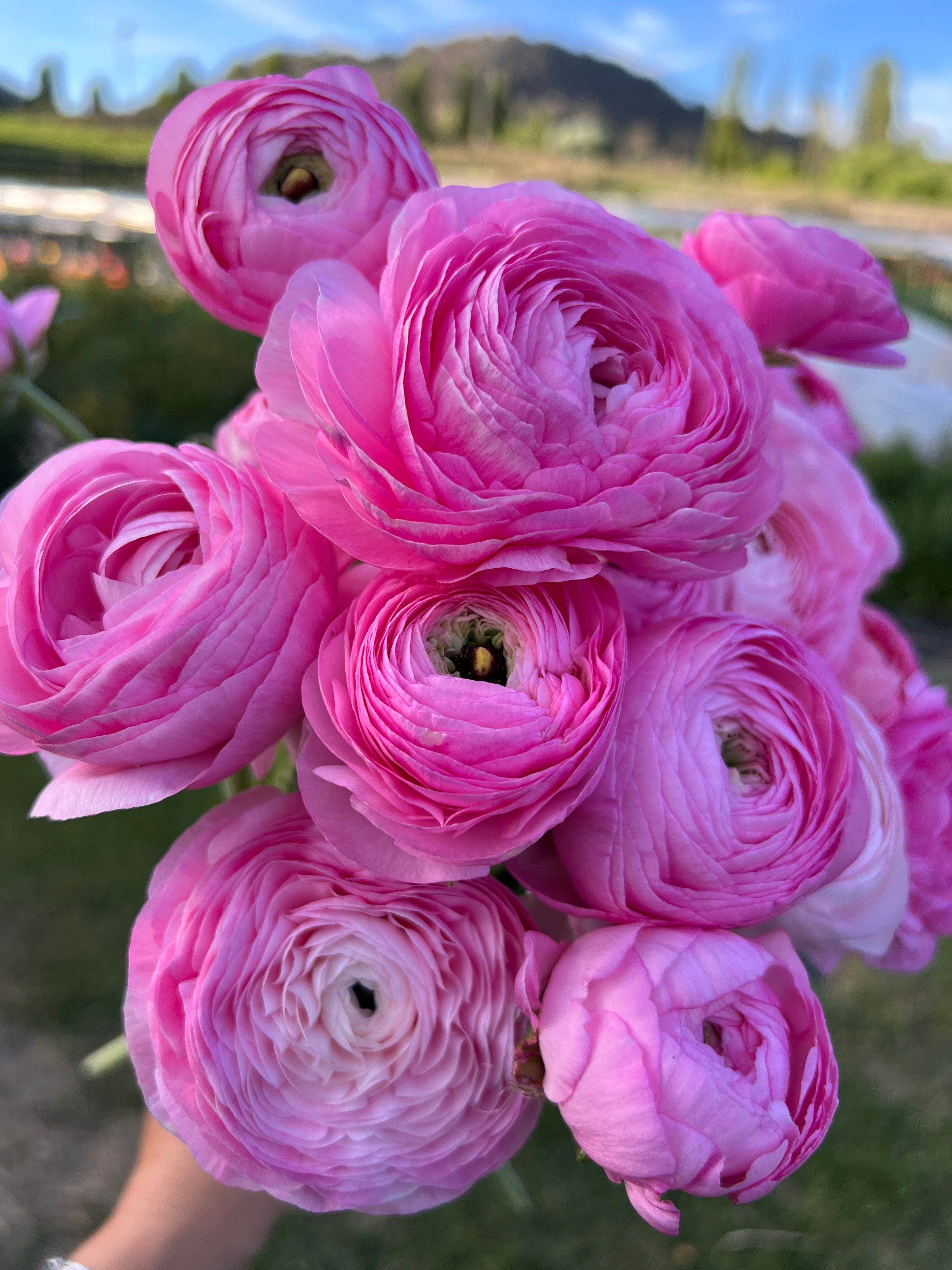 Double Italian Ranunculus Corms– The Flowering Field