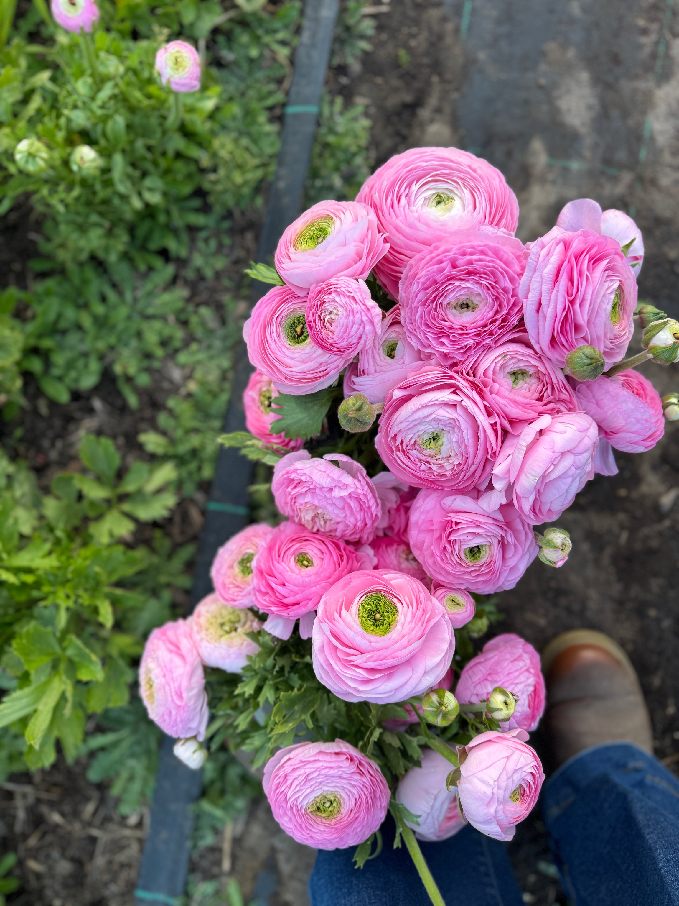 Double Italian Ranunculus Corms - Pink– The Flowering Field