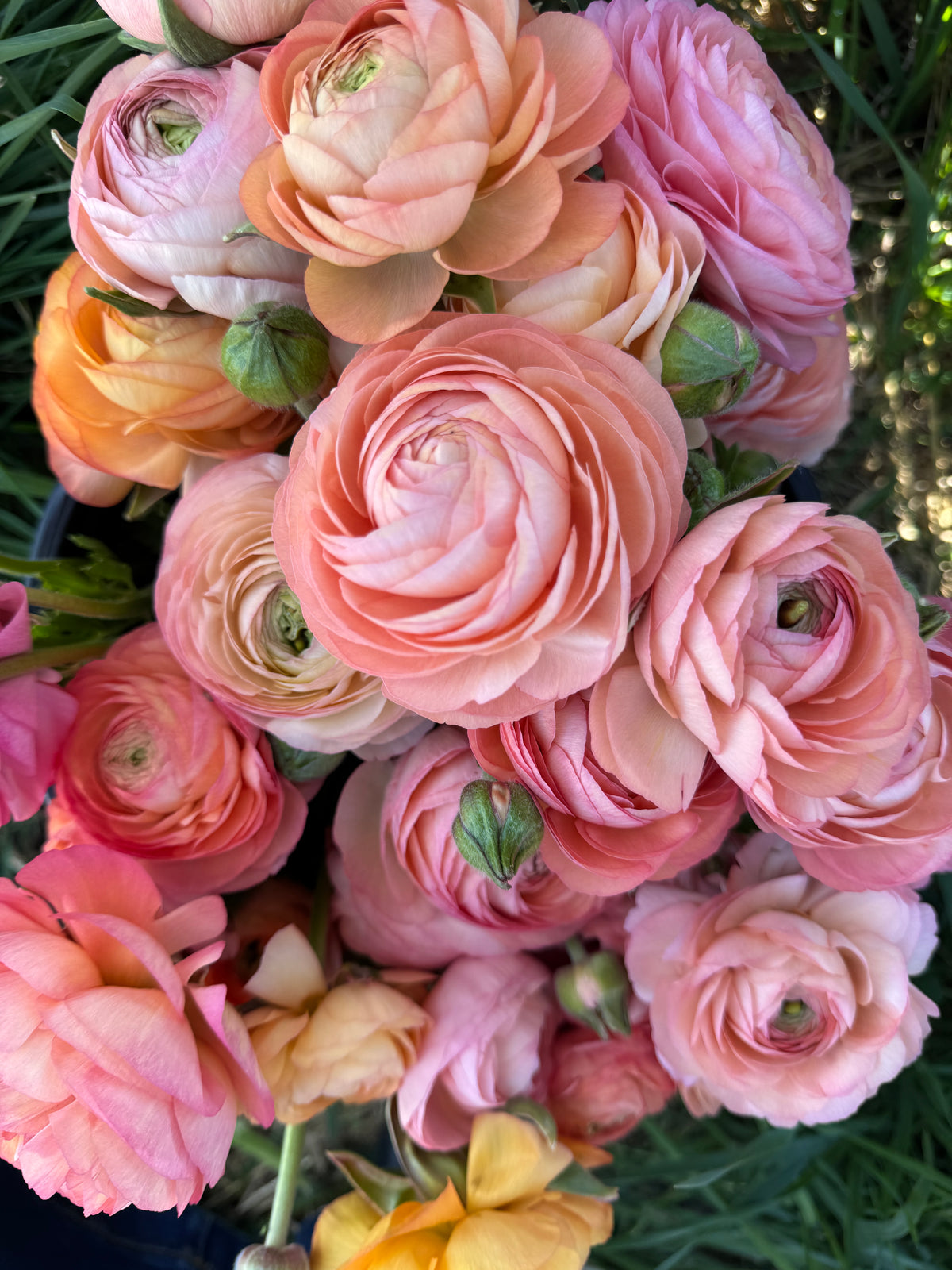 Double Italian Ranunculus Corms– The Flowering Field