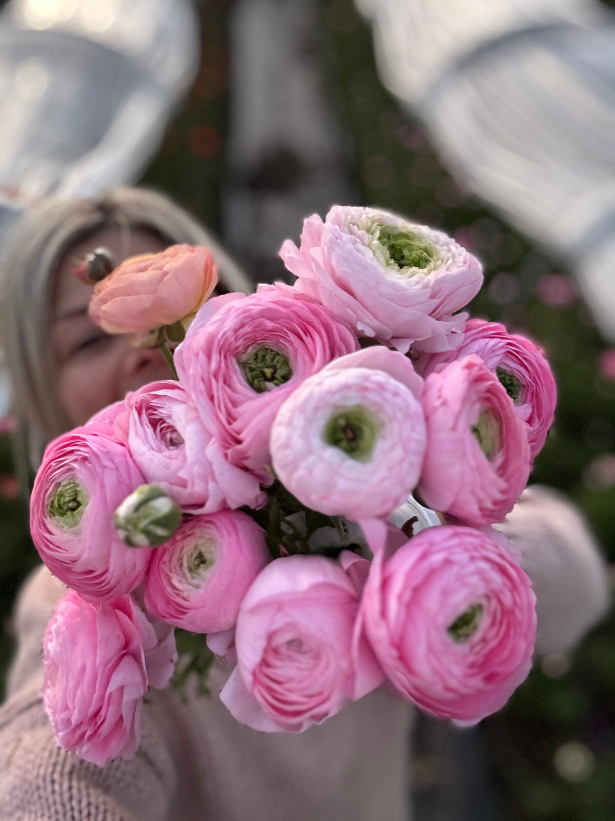 Double Italian Ranunculus Corms– The Flowering Field