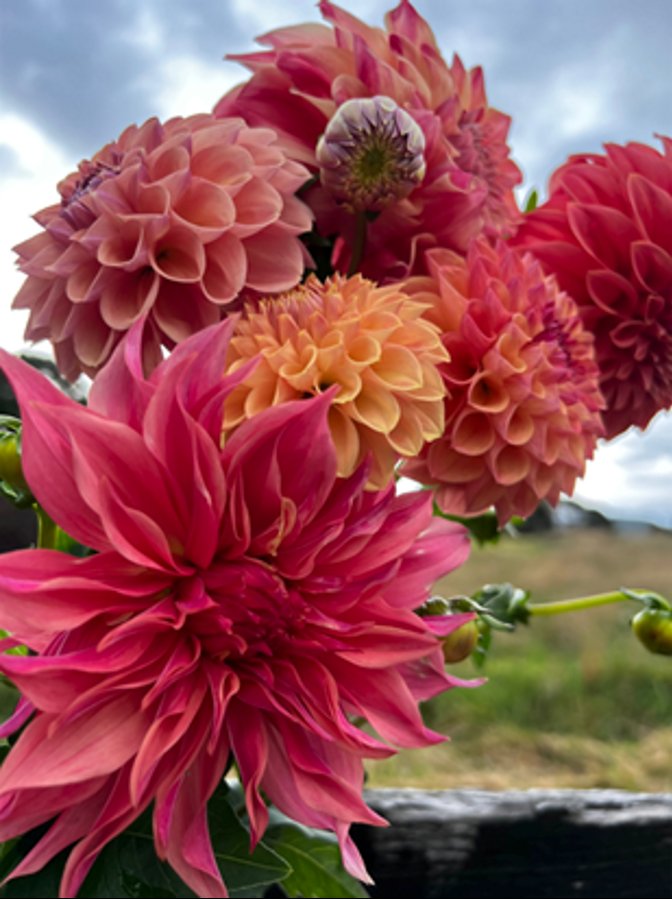 Dahlia Tubers The Flowering Field