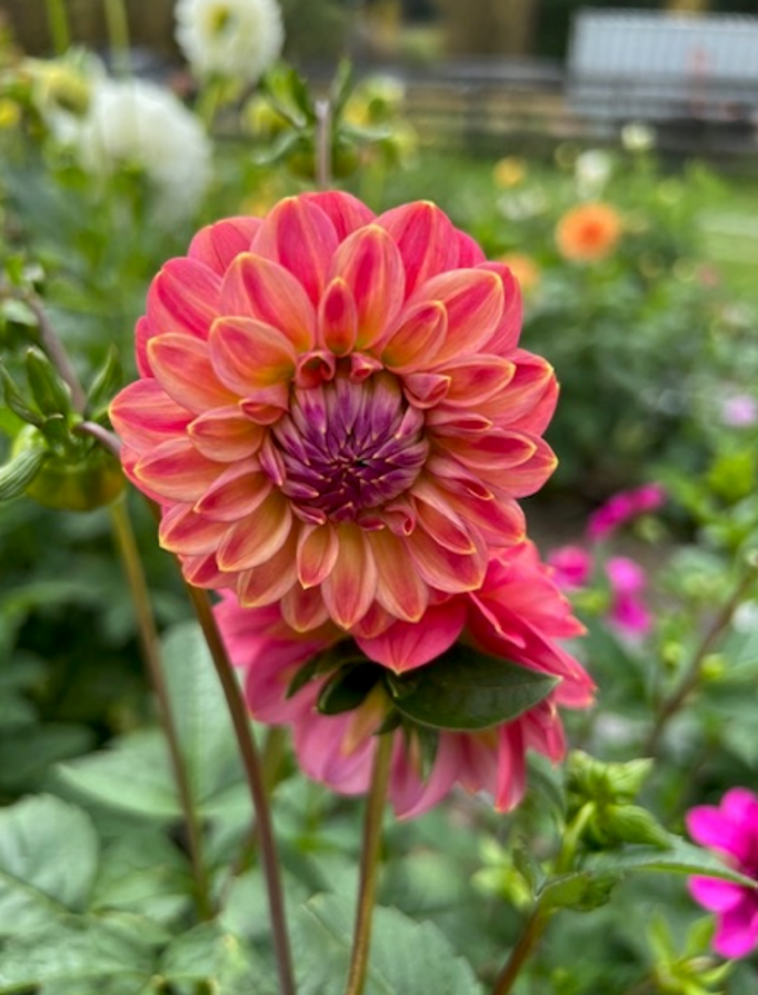 Dahlia Tubers The Flowering Field