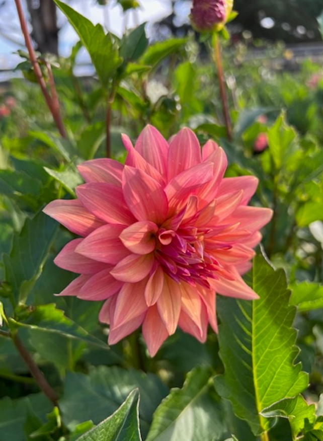 Dahlia Tubers The Flowering Field